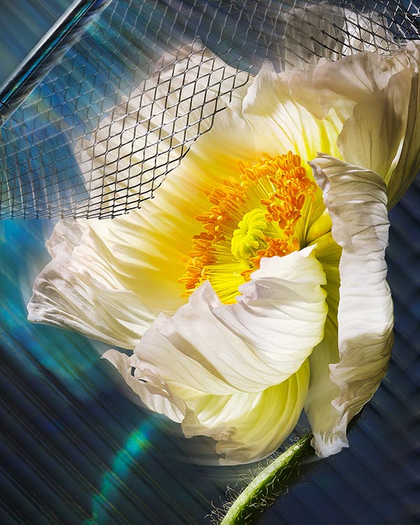 dan-simmons-white-flower-motion-closeup-photo